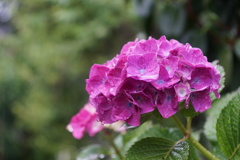 雨に濡れた紫陽花　4