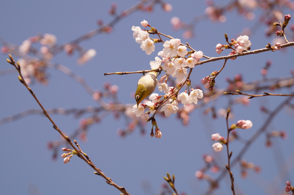 桜にメジロ