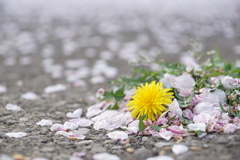 桜の花びら散る景色