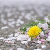 桜の花びら散る景色