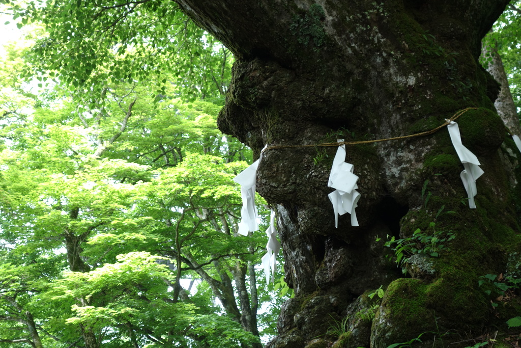 軽井沢熊野神社　御神木　2