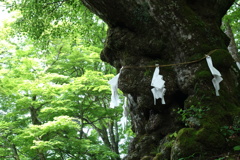 軽井沢熊野神社　御神木　2