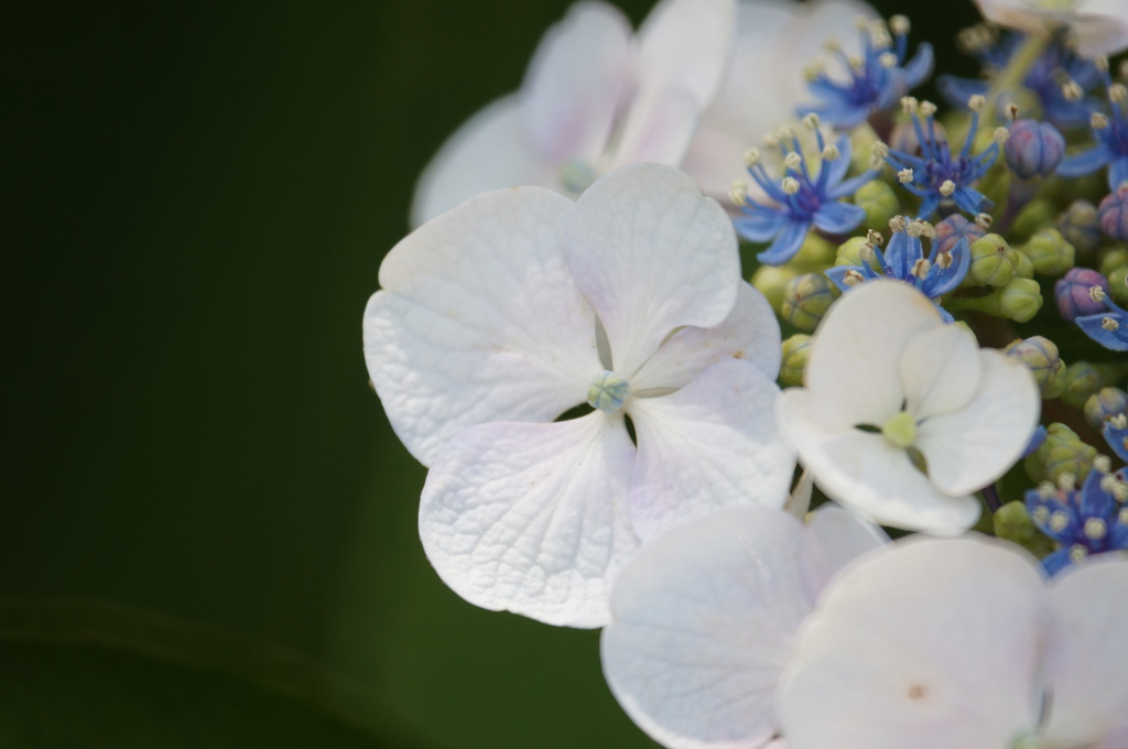 紫陽花のやさしさ
