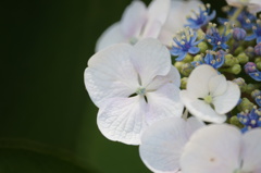 紫陽花のやさしさ