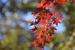 紅葉　公園にて　2