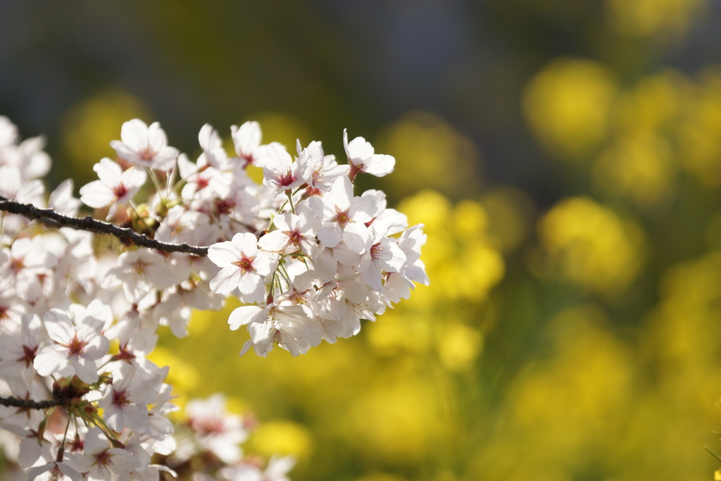 桜　菜の花　3