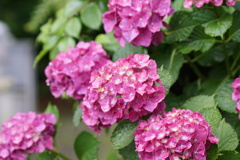 庭の紫陽花　1