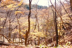 旧中山道を歩く　紅葉