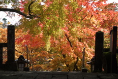 熊野神社で見つけた秋　2