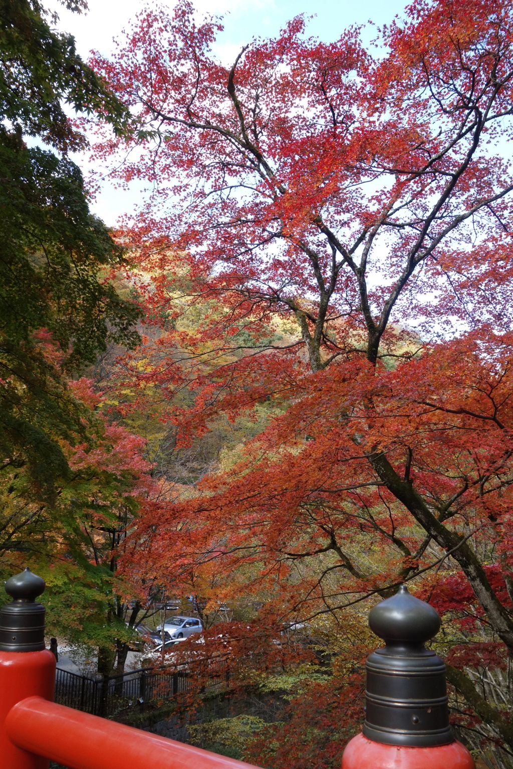 紅葉　河鹿橋にて