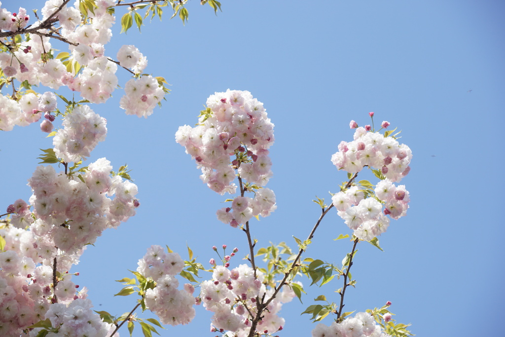 八重桜