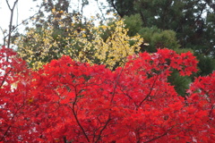 伊香保温泉街　紅葉　2