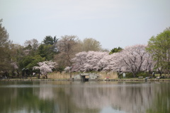 水城公園の桜　2