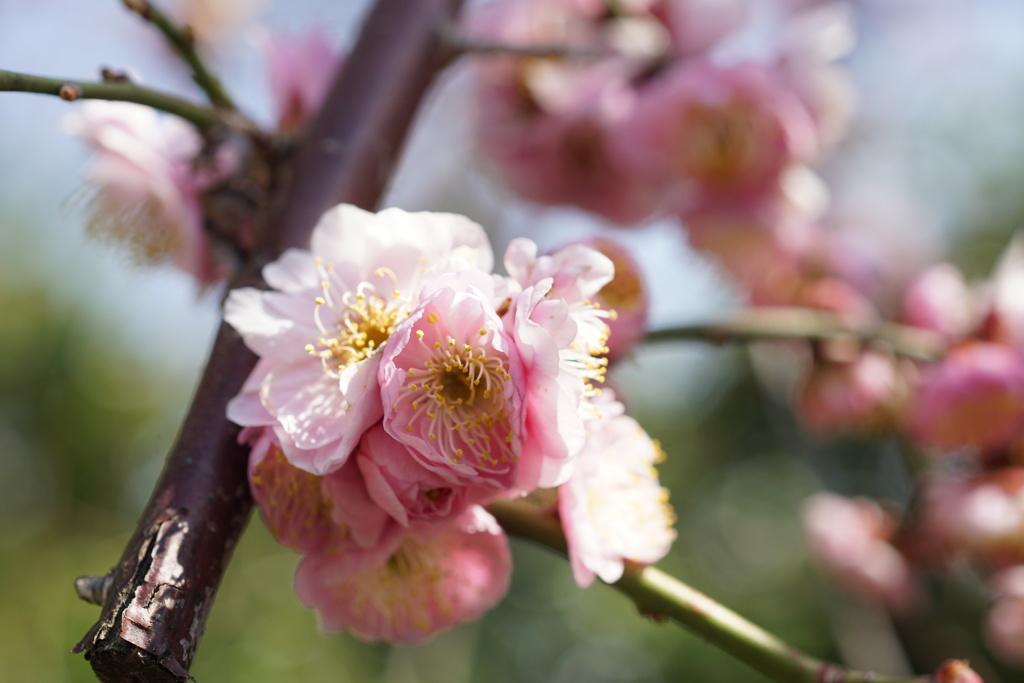 梅の花