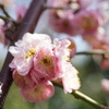 梅の花