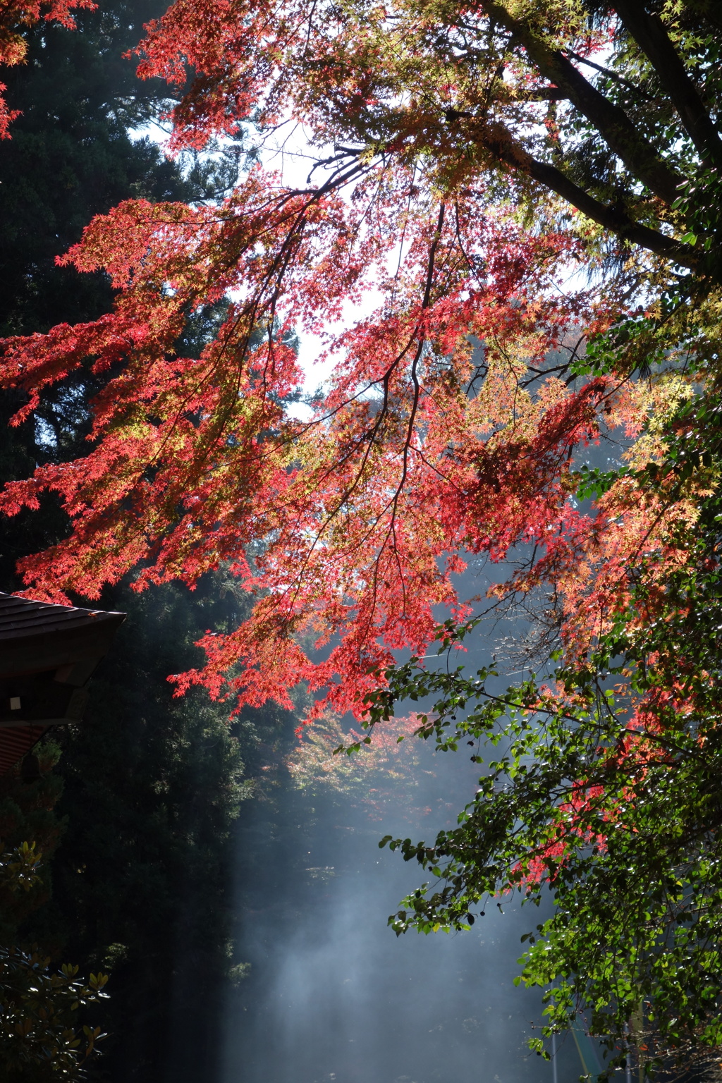 紅葉　水沢観音にて　1