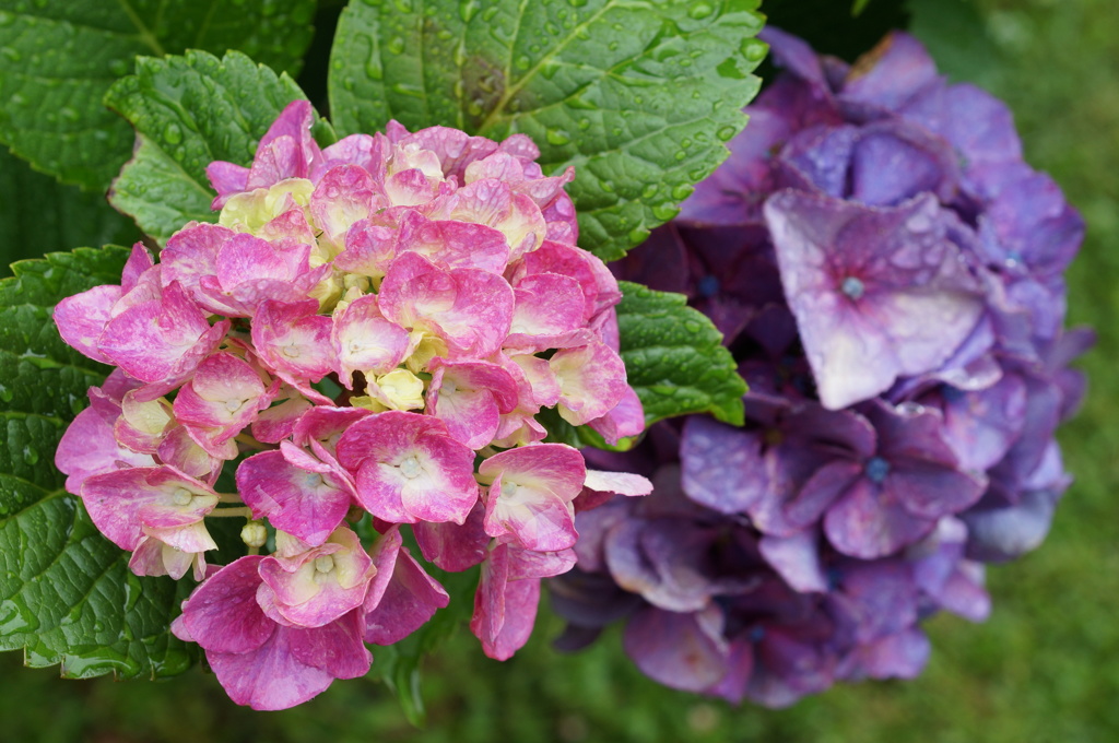 紫陽花　