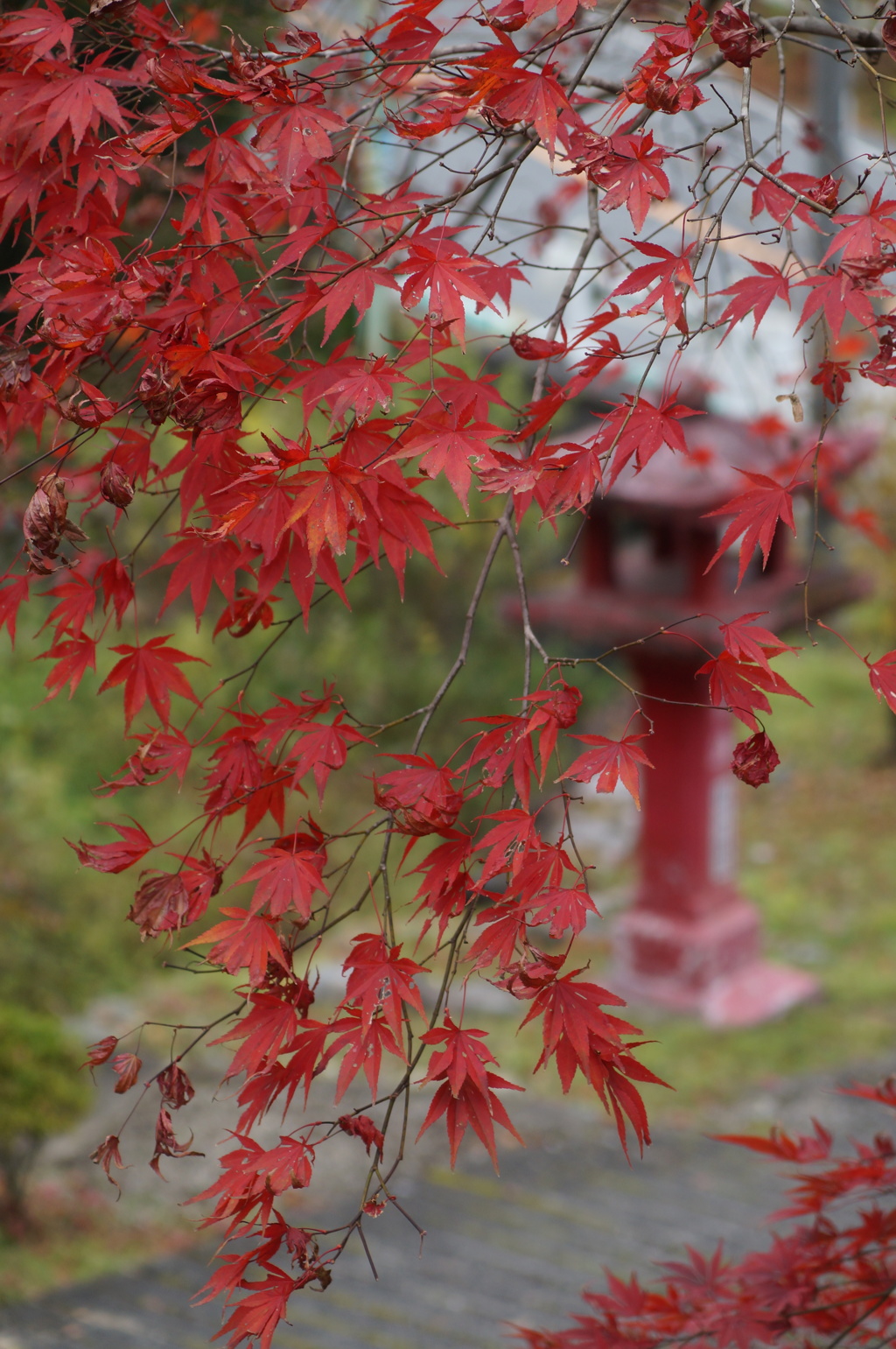 紅葉