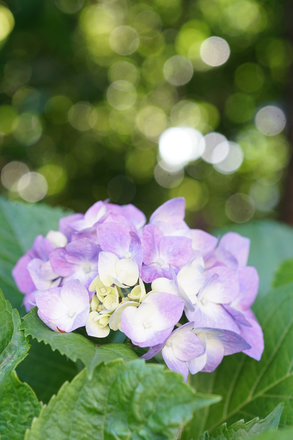 紫陽花　
