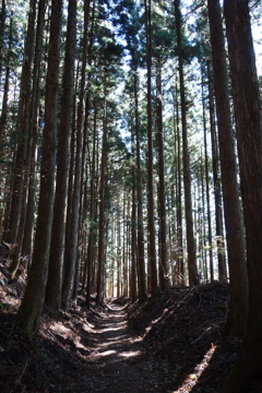 旧中山道を歩く　杉の木