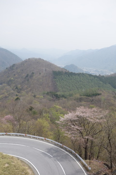 いろは坂に咲く桜　2