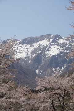 谷川岳に舞う桜