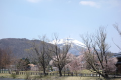 桜・浅間山・離山