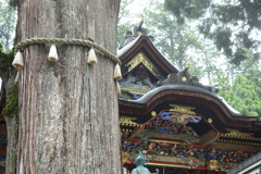 三峰神社　御神木