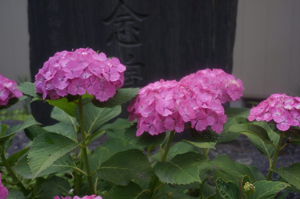 紫陽花
