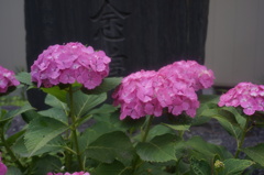 紫陽花