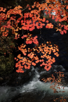 日光の紅葉　竜頭の滝にて　2