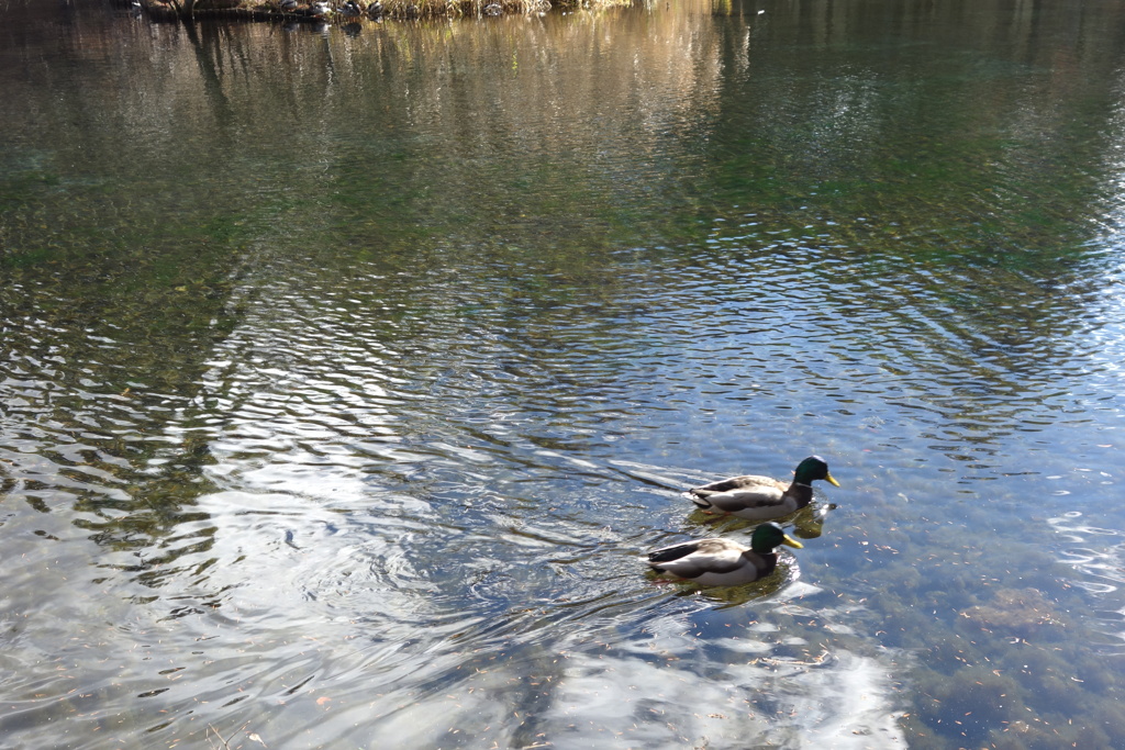 雲場池の水鳥