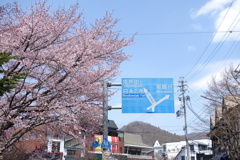 軽井沢銀座の桜