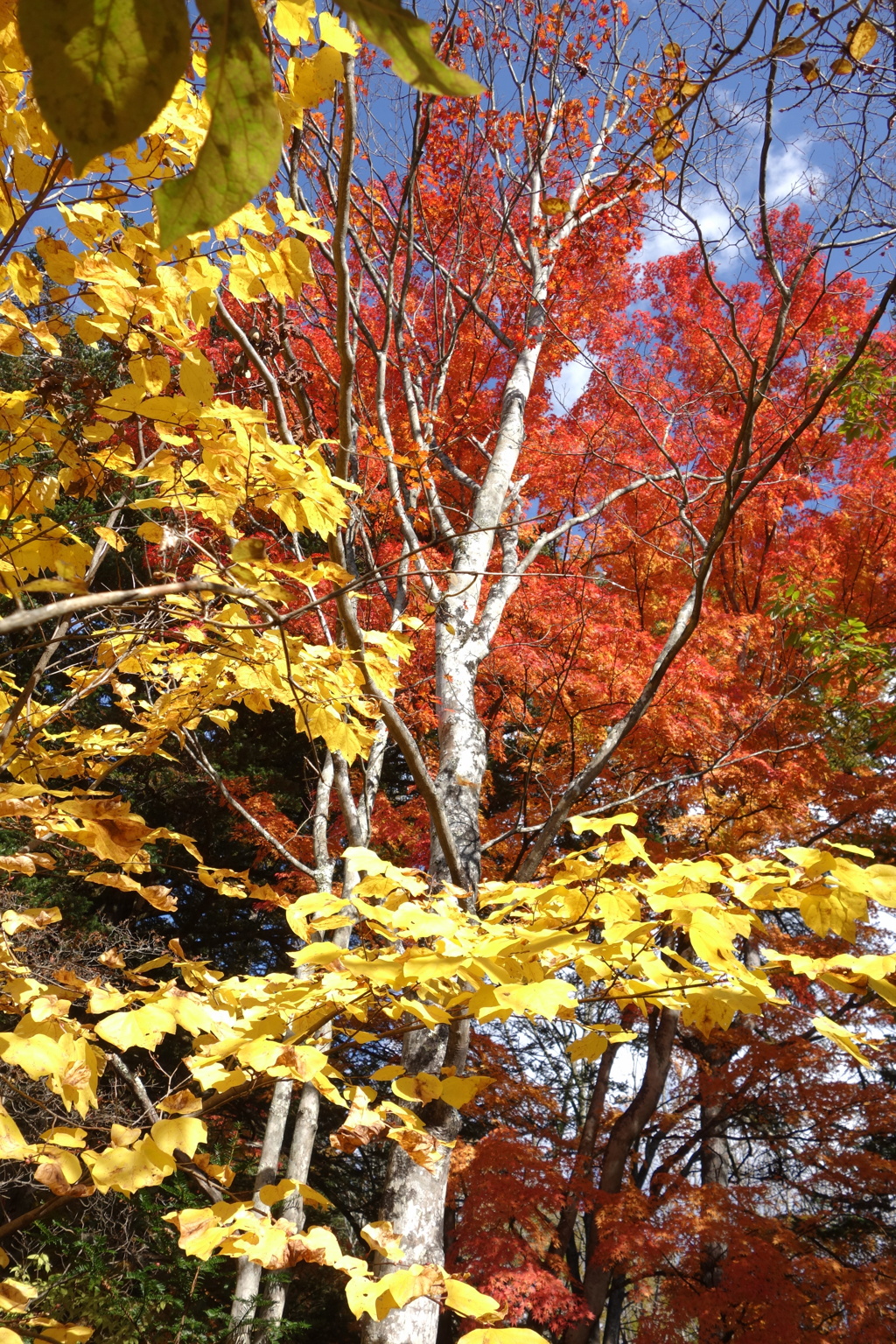 雲場池　紅葉　秋の1日