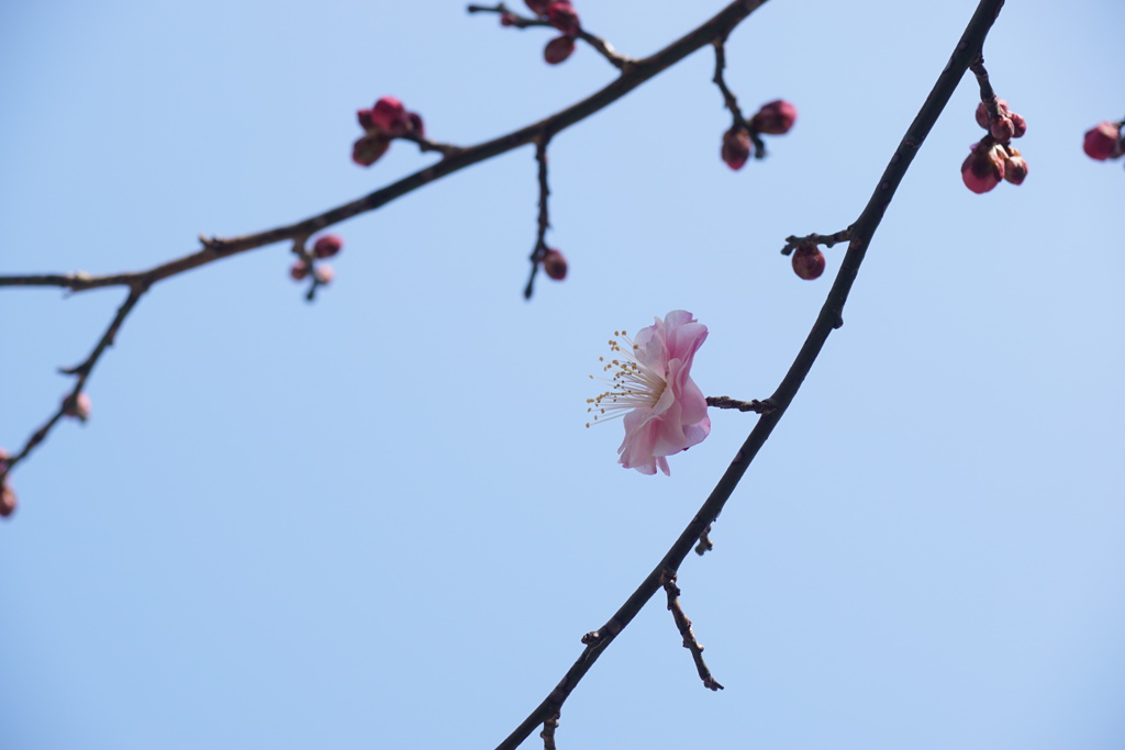 春の気配　梅