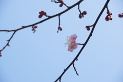 春の気配　梅
