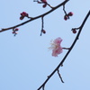 春の気配　梅