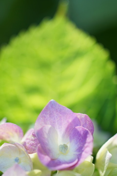 庭の紫陽花　1