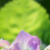 庭の紫陽花　1