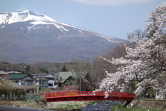 桜と浅間山　1