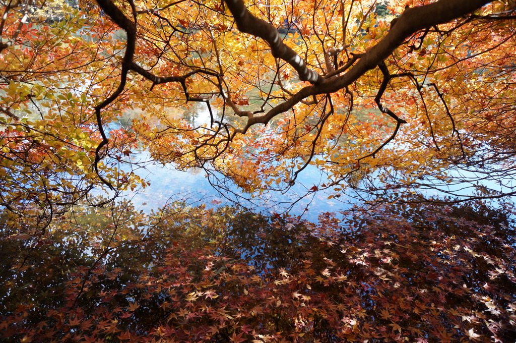 雲場池　紅葉