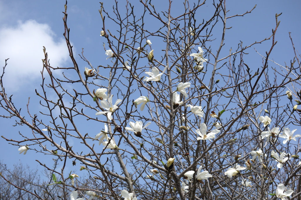 覚満渕で見つけた花