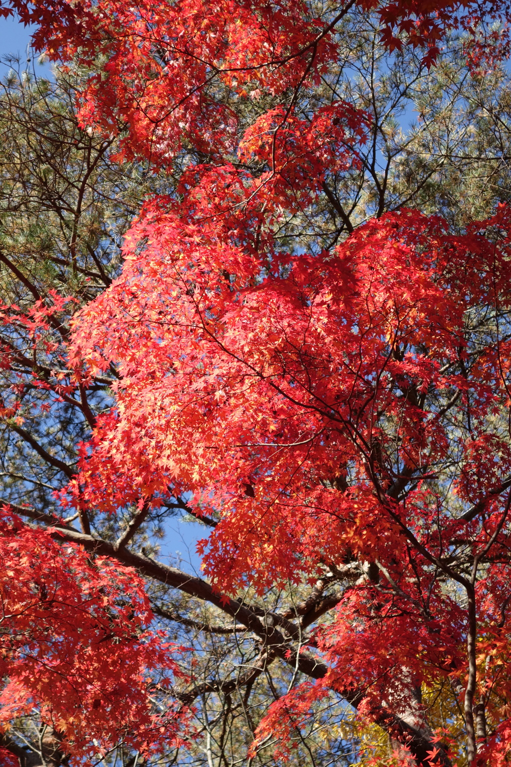 軽井沢高原教会の紅葉　6