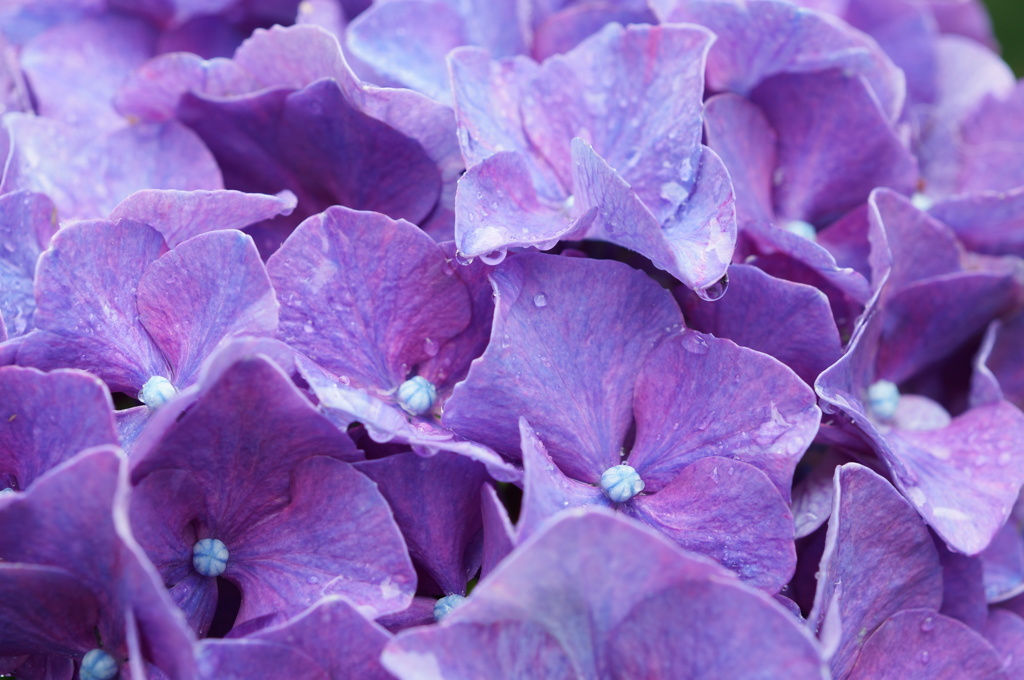 雨上がりの紫陽花　2