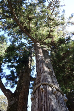 三峯神社　御神木