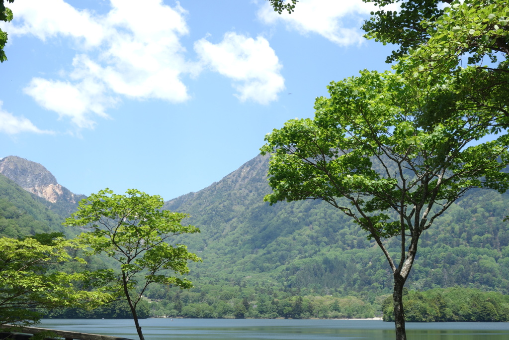 日光の新緑　2　湯ノ湖にて