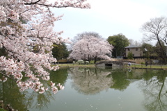 水城公園の桜