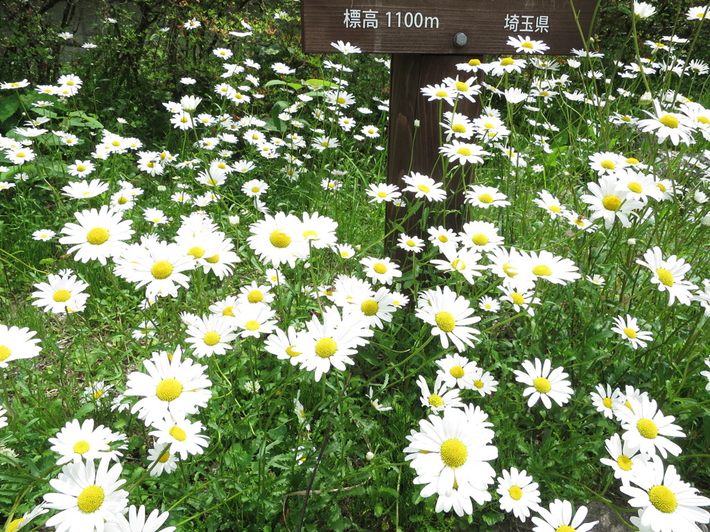 三峰神社に咲く花