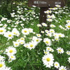 三峰神社に咲く花