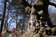 熊野神社　御神木　しなの木　